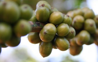 The impact of fair trade coffee designation on growers essay